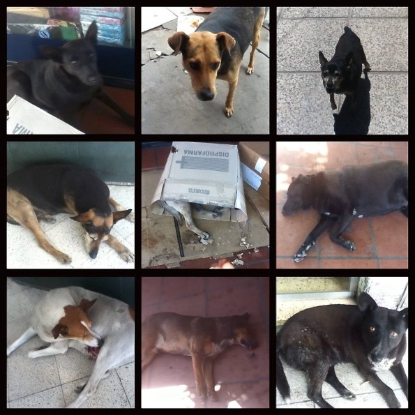 Perros de Burzaco.